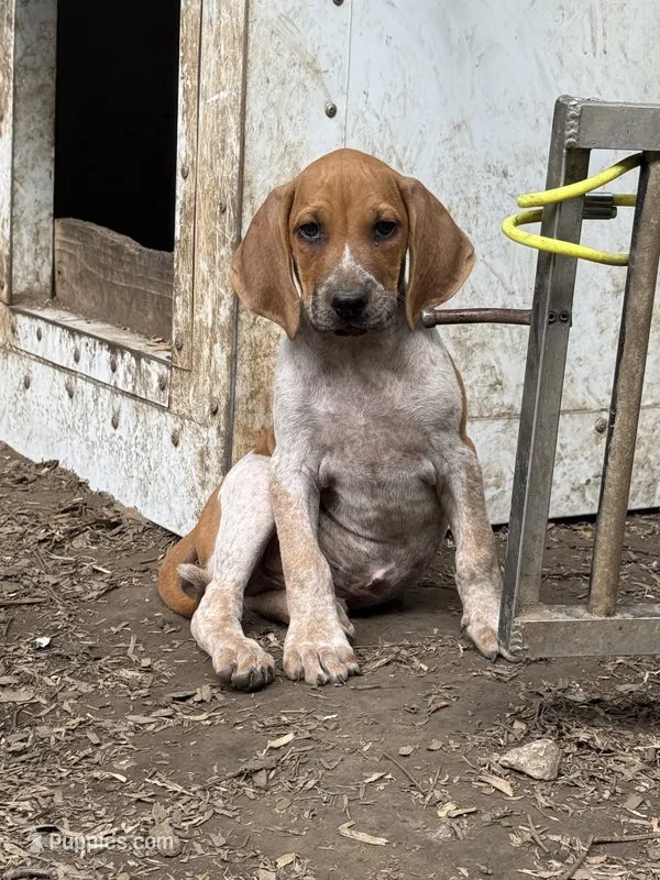 Redtick puppy  – English Coonhound puppy for sale in Talbott, TN