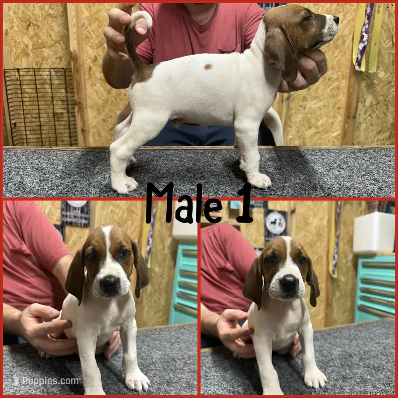 Redtick puppy – English Coonhound puppy for sale in Talbott, TN