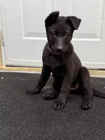 Akc German shepherd, a male German Shepherd Dog for sale in Talbott, TN – Photo 7 of 7