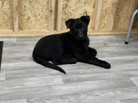 Akc German shepherd, a male German Shepherd Dog for sale in Talbott, TN – Photo 6 of 7