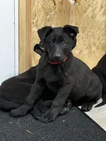 Akc German shepherd, a male German Shepherd Dog for sale in Talbott, TN – Photo 2 of 7