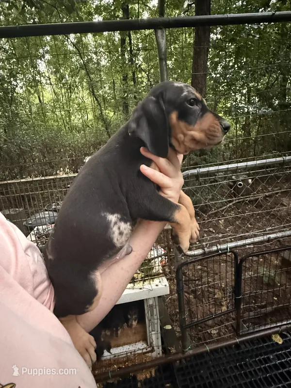 American leopard hound  – American Leopard Hound, American Black and Tan Coonhound puppy for sale in Talbott, TN