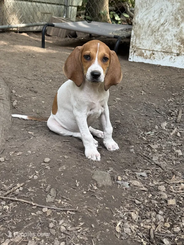 Redtick puppy – English Coonhound puppy for sale in Talbott, TN
