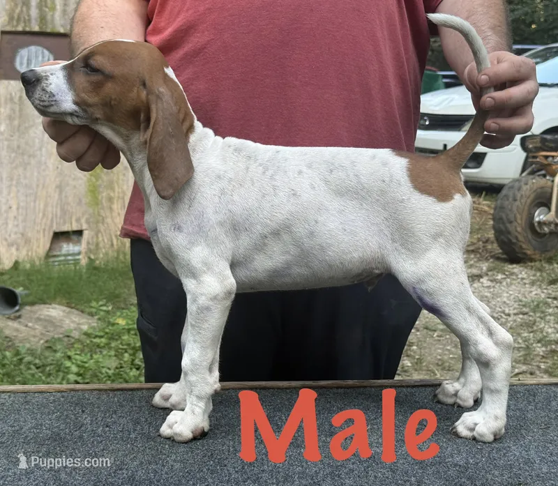 Redtick puppy – English Coonhound puppy for sale in Talbott, TN