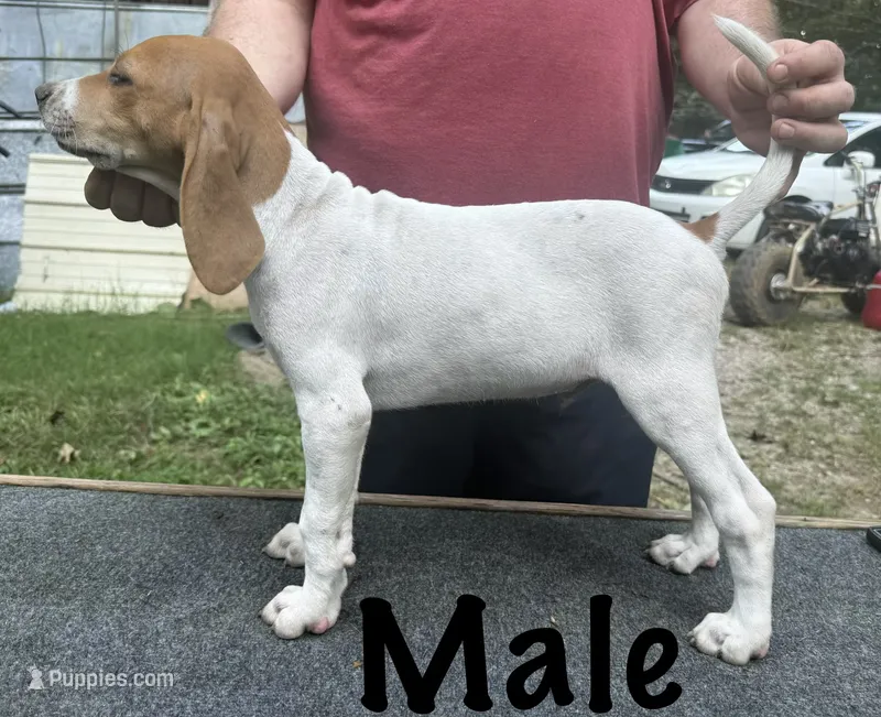 Redtick puppy  – English Coonhound puppy for sale in Talbott, TN