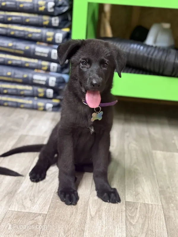 German shepherd  – German Shepherd Dog puppy for sale in Talbott, TN