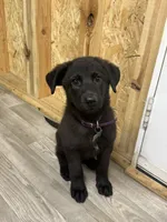 German shepherd , a female German Shepherd Dog for sale in Talbott, TN – 8 of 10