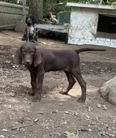 American leopard hound, a female American Leopard Hound for sale in Talbott, TN – 2 of 10