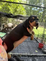 American leopard houd, a female American Leopard Hound and American Black and Tan Coonhound for sale in Talbott, TN – 3 of 4