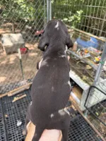 American leopard hound, a female American Leopard Hound and American Black and Tan Coonhound for sale in Talbott, TN – 2 of 2
