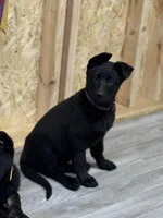 Akc German shepherd, a female German Shepherd Dog for sale in Talbott, TN – Photo 2 of 8