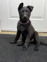 Akc German shepherd, a female German Shepherd Dog for sale in Talbott, TN – Photo 3 of 8