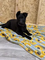 Akc German shepherd, a female German Shepherd Dog for sale in Talbott, TN – Photo 8 of 8