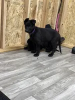 Akc German shepherd, a female German Shepherd Dog for sale in Talbott, TN – Photo 4 of 8