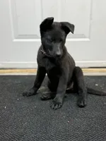 Akc German shepherd, a female German Shepherd Dog for sale in Talbott, TN – Photo 6 of 8