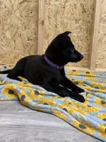 Akc German shepherd, a female German Shepherd Dog for sale in Talbott, TN – Photo 7 of 8