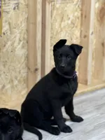 Akc German shepherd, a female German Shepherd Dog for sale in Talbott, TN – Photo 1 of 8