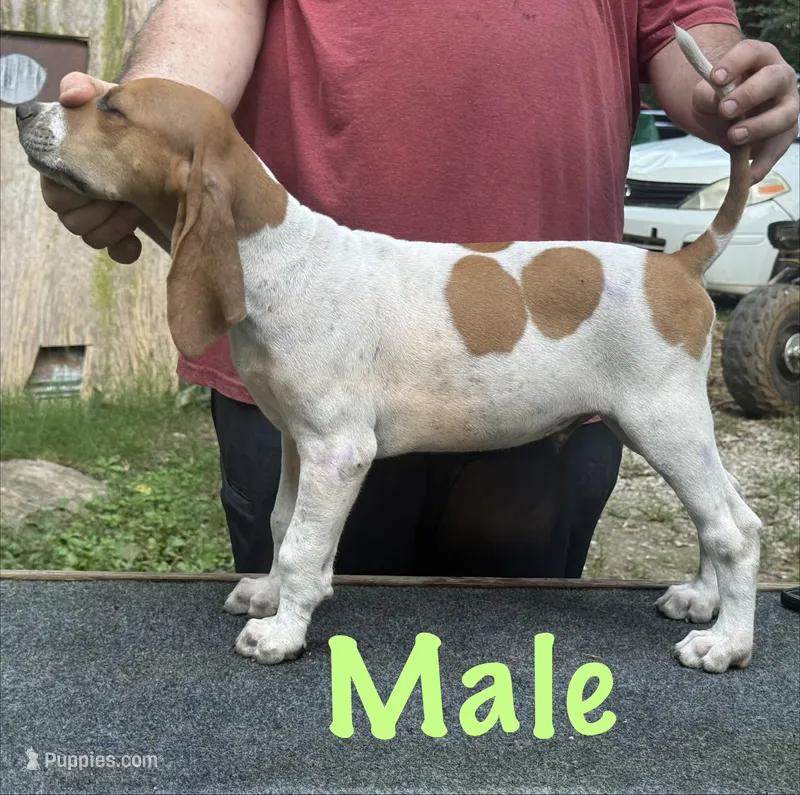 Redtick puppy – English Coonhound puppy for sale in Talbott, TN