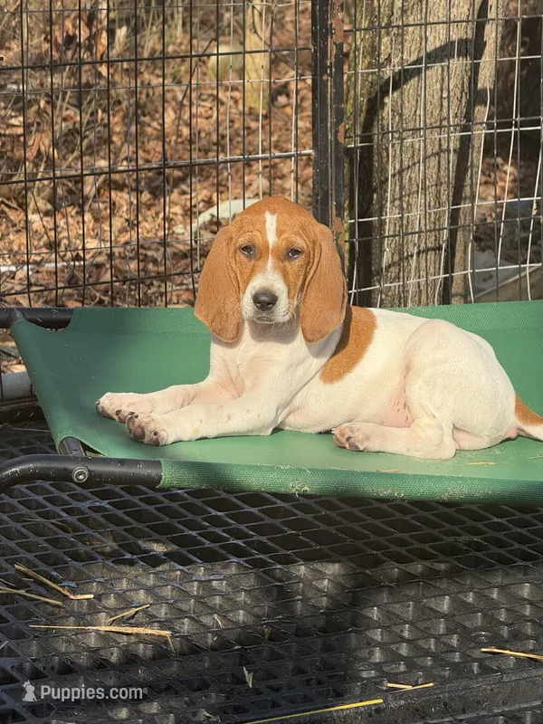 English coonhound