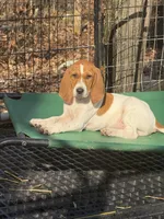 English coonhound, a female English Coonhound for sale in Talbott, TN – Photo 1 of 7
