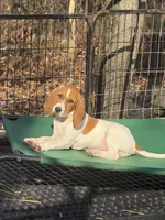 English coonhound, a female English Coonhound for sale in Talbott, TN – Photo 2 of 7