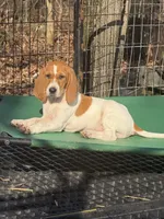 English coonhound, a female English Coonhound for sale in Talbott, TN – Photo 4 of 7