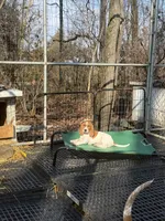English coonhound, a female English Coonhound for sale in Talbott, TN – Photo 7 of 7