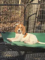 English coonhound, a female English Coonhound for sale in Talbott, TN – Photo 6 of 7