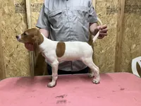 English coonhound, a female English Coonhound for sale in Talbott, TN – Photo 5 of 7