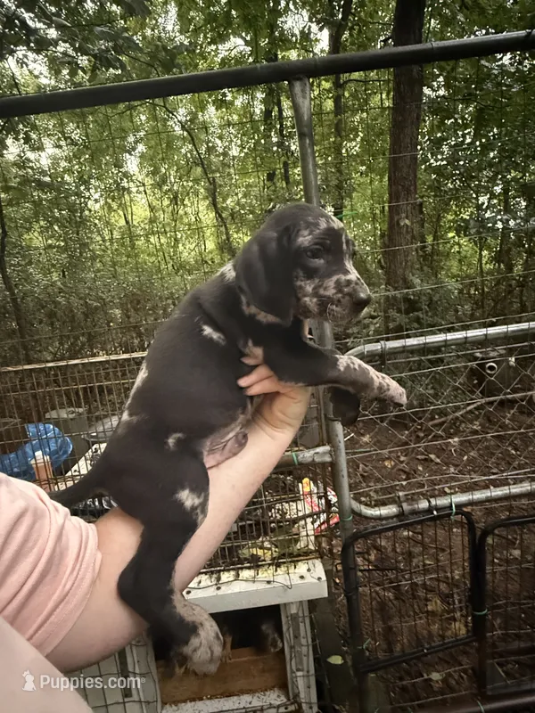 American leopard hound – American Leopard Hound, American Black and Tan Coonhound puppy for sale in Talbott, TN