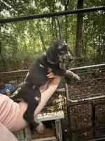 American leopard hound, a male American Leopard Hound and American Black and Tan Coonhound for sale in Talbott, TN – 1 of 1