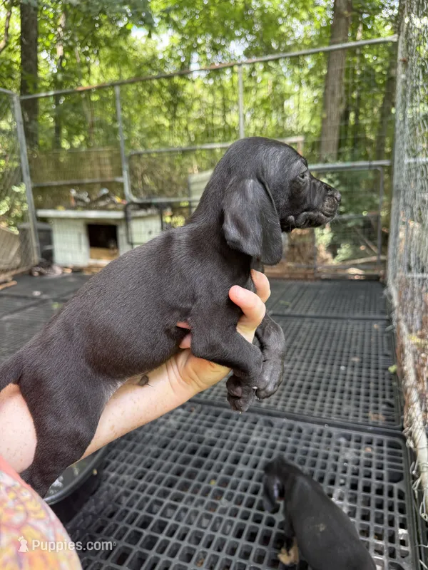 American leopard hound – American Leopard Hound, American Black and Tan Coonhound puppy for sale in Talbott, TN