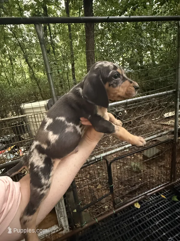 American leopard hound – American Leopard Hound, American Black and Tan Coonhound puppy for sale in Talbott, TN
