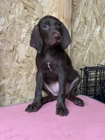 American leopard hound, a female American Leopard Hound for sale in Talbott, TN – 8 of 10