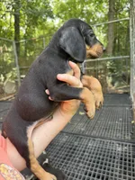 American leopard hound, a male American Leopard Hound and American Black and Tan Coonhound for sale in Talbott, TN – 2 of 2