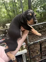 American leopard hound , a male American Leopard Hound and American Black and Tan Coonhound for sale in Talbott, TN – 2 of 2