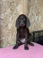 American leopard hound, a female American Leopard Hound for sale in Talbott, TN – 5 of 10