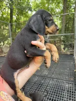 American leopard hound, a male American Leopard Hound and American Black and Tan Coonhound for sale in Talbott, TN – 1 of 2