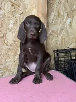 American leopard hound, a female American Leopard Hound for sale in Talbott, TN – 7 of 10