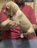 American leopard hound, a male American Leopard Hound for sale in Talbott, TN – 1 of 3
