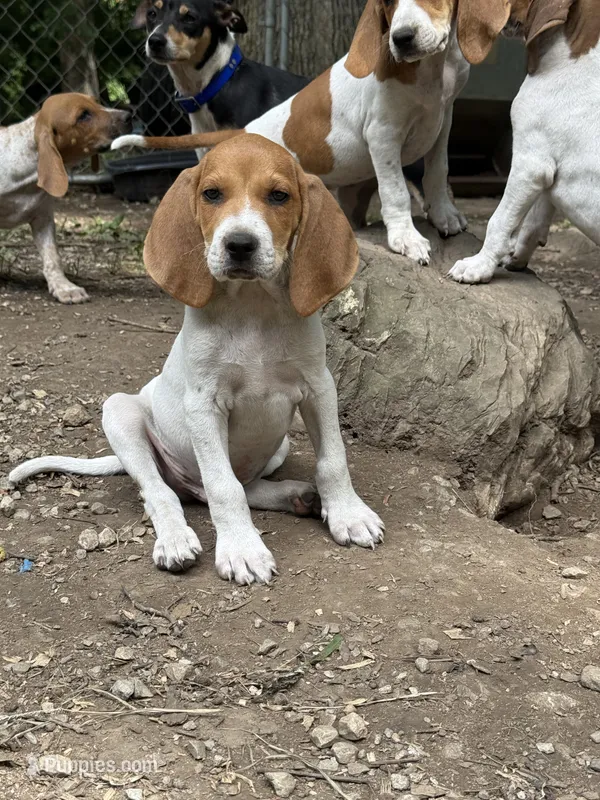 Redtick puppy  – English Coonhound puppy for sale in Talbott, TN