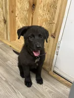 German shepherd , a female German Shepherd Dog for sale in Talbott, TN – 9 of 10