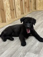 German shepherd , a female German Shepherd Dog for sale in Talbott, TN – 2 of 10