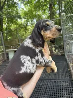 American leopard hound, a female American Leopard Hound and American Black and Tan Coonhound for sale in Talbott, TN – 2 of 2