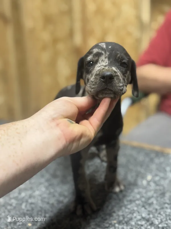 American leopard hound – American Leopard Hound puppy for sale in Talbott, TN