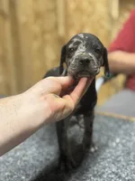 American leopard hound, a male American Leopard Hound for sale in Talbott, TN – 1 of 2