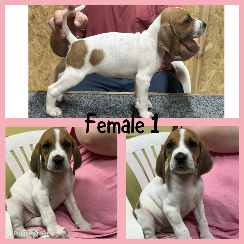 Redtick puppy – English Coonhound puppy for sale in Talbott, TN