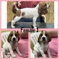 Redtick puppy, a female English Coonhound for sale in Talbott, TN – 1 of 1