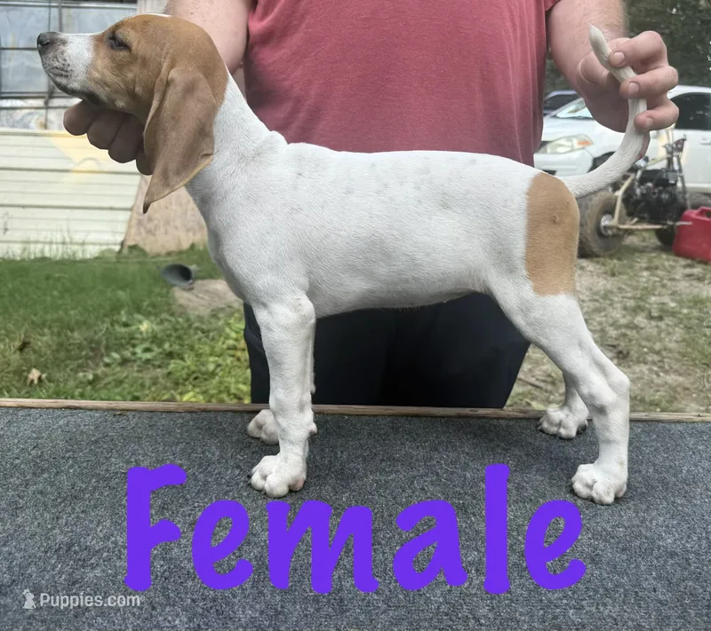 Redtick puppy – English Coonhound puppy for sale in Talbott, TN