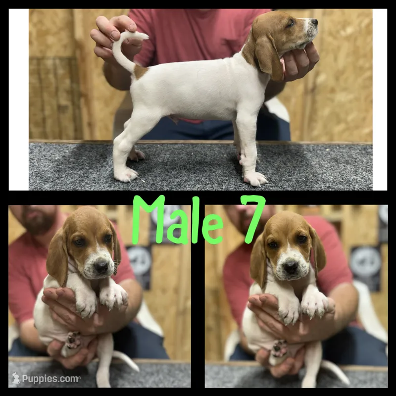 Redtick puppy  – English Coonhound puppy for sale in Talbott, TN